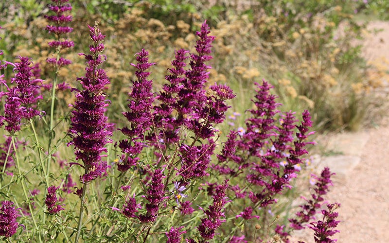 Agastache