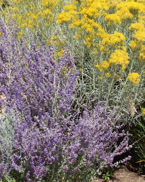 Silver Leaf Rabbitbrush provides a silvery-grey backdrop with yellow flowers, to offset Perovskia (russian Sage) Silver Leaf Rabbitbrush provides a silvery-grey backdrop with yellow flowers, to offset Perovskia (russian Sage)
