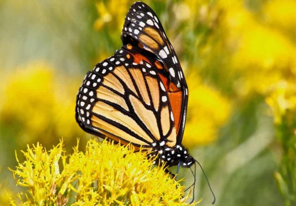 Yellow Twig Rabbitbrush with monarch butterfly