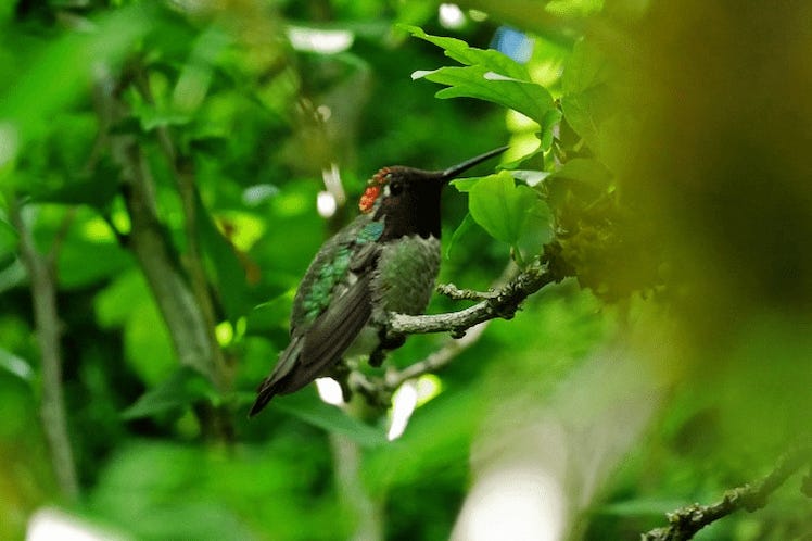 Hummingbirds like to perch and nest in protected spaces in the garden, like shrubs or evergreens.