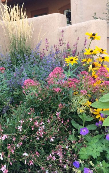 Karl Foerster Grass, Nepeta (Catmint), Centranthus ruber coccineus (Jupiter's Beard), Gaura (Apple Blossom Grass) and Black-Eyed Susan (Rudbeckia) Karl Foerster Grass, Nepeta (Catmint), Centranthus ruber coccineus (Jupiter's Beard), Gaura (Apple Blossom Grass) and Black-Eyed Susan (Rudbeckia)