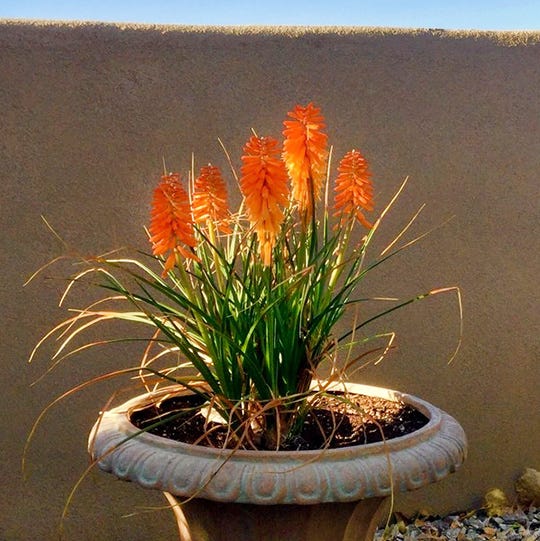 Kniphofia gives a pop of color in a container! Customer Photo By Kim G.