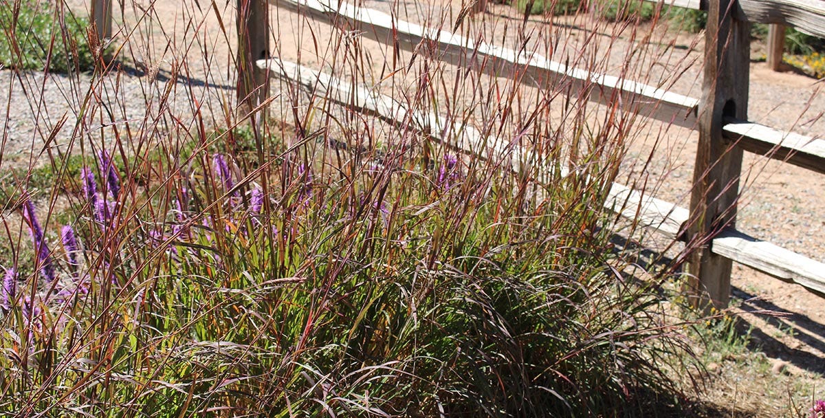 Ladybug Red Big Bluestem Grass (Andropogon gerardii Ladybug Red)