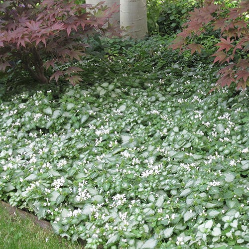 White Nancy Lamium in the shade