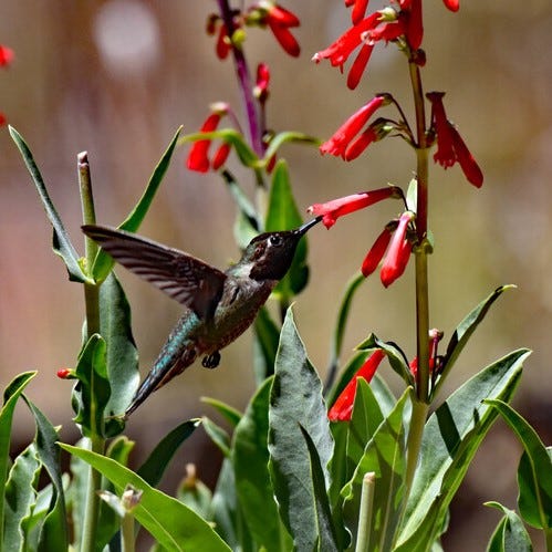 Hummingbird and Penstemon eatonii