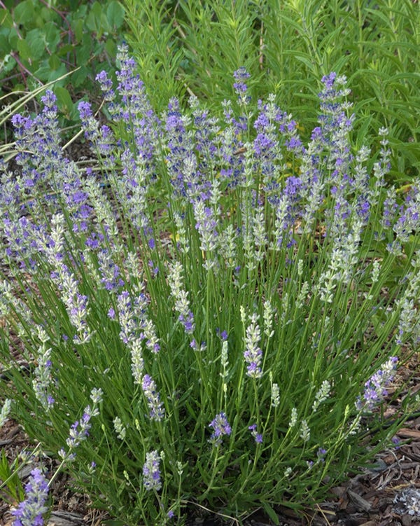 FlowerKisser Delft Blue and White Lavender at its peak coloration