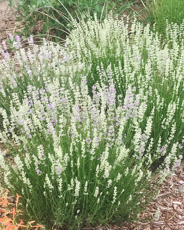 Pure white buds begin the blooming cycle of Delft Blue and White Lavender