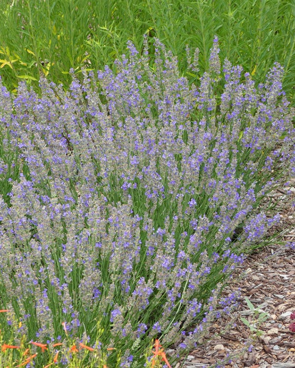 Here is the plant towards the end of its bloom cycle, with blue and lavender flowers