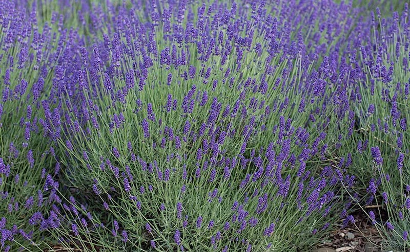 Field of English Lavender
