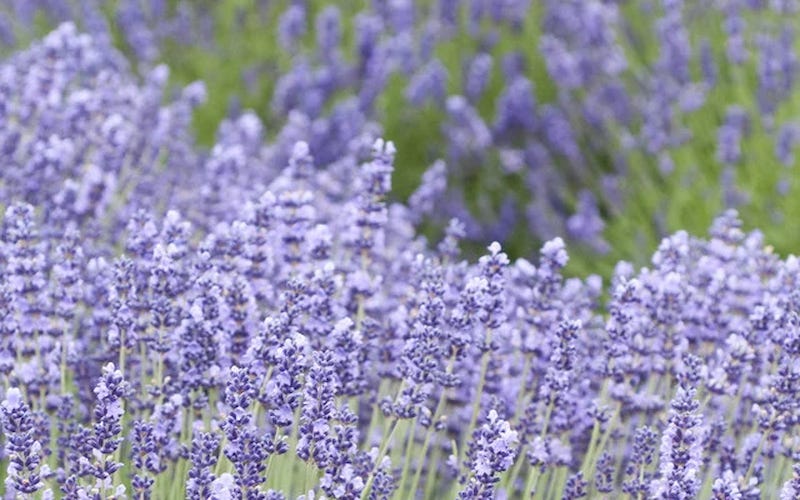 Lavender Field