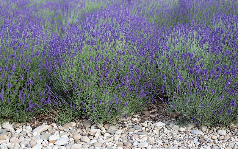 Lavender field