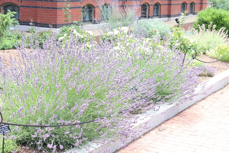 Phenomenal Lavender in a garden border