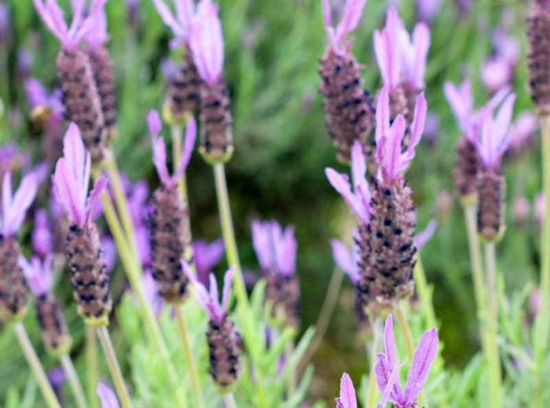 Shop Spanish Lavender Purple Ribbon Spanish Lavender