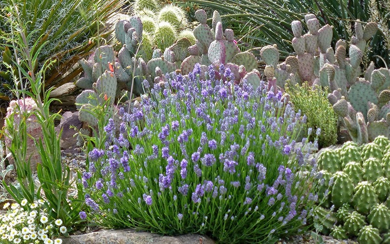 Wee One Lavender and Cactus Garden