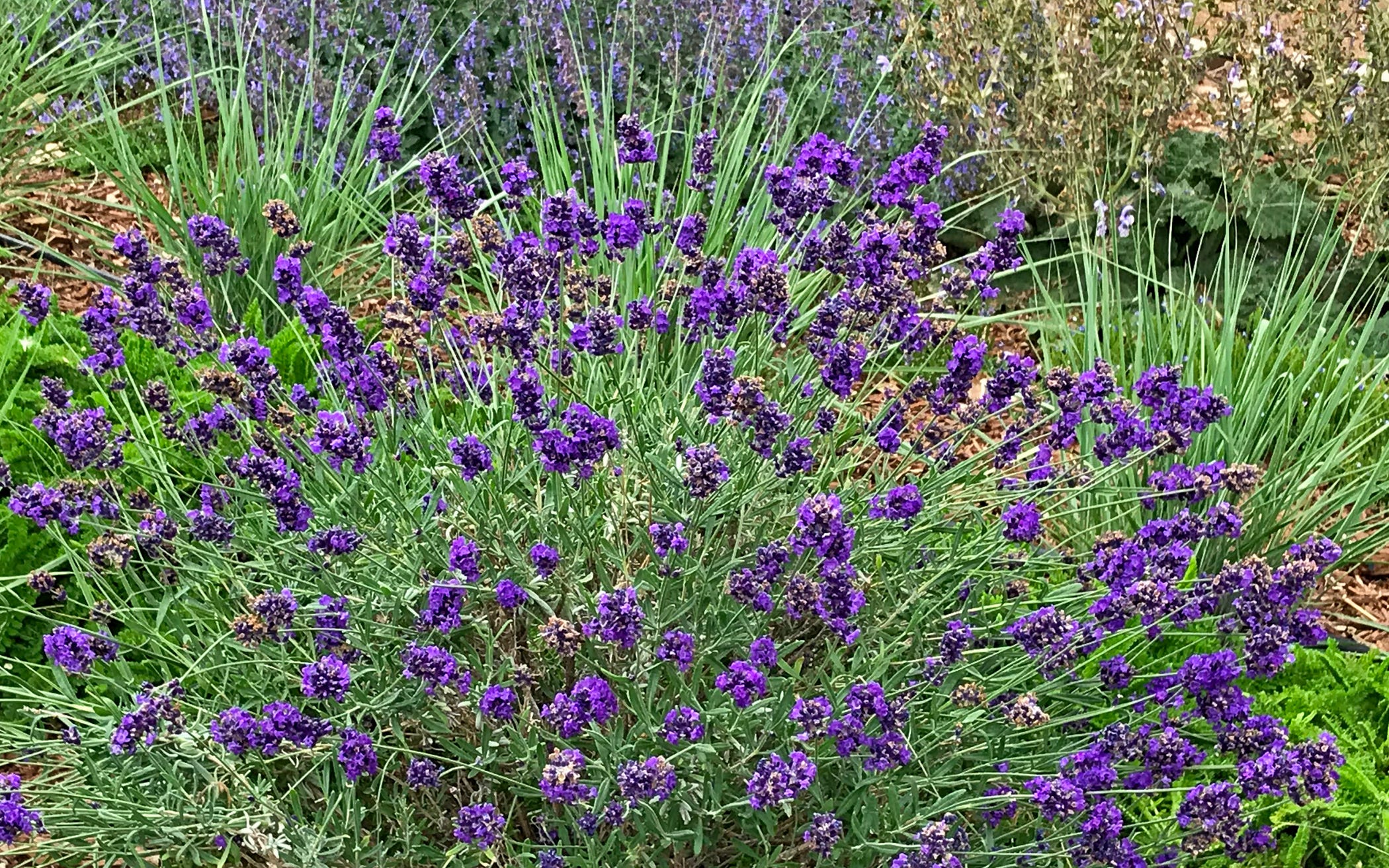 After Midnight Lavender is a robust bloomer