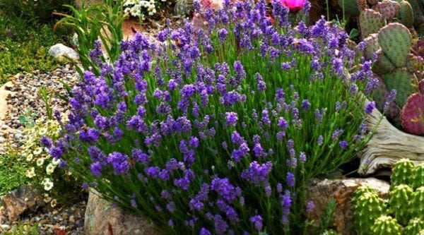 Wee One English Lavender