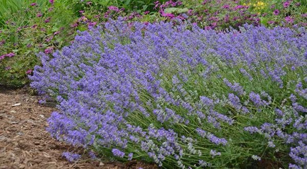 Lavandula blue cushion