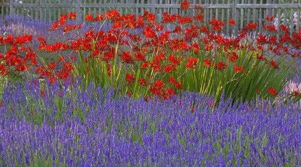 Lavender with Crocosmia Lavender with Crocosmia