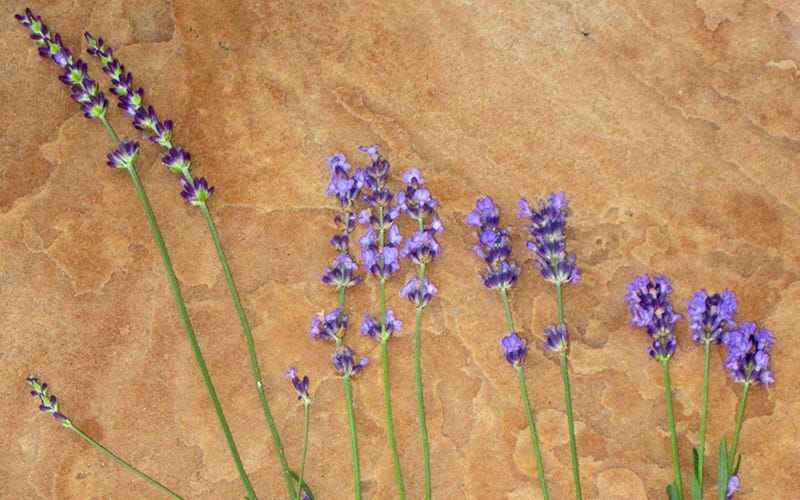 'Gros Bleu' French Lavender, 'Sharon Roberts' English Lavender, 'Pastor's Pride' English Lavender, and 'Thumbelina Leigh' Dwarf English Lavender