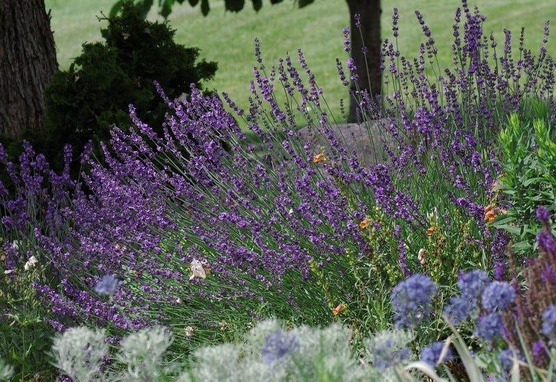 Phenomenal Lavender in a garden border