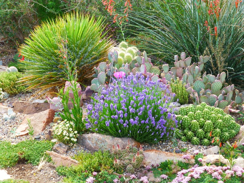 Delosperma, Veronica, Hymenoxys, and Lavender pair beautifully with the Cacti in this textural, colorful xeriscape.