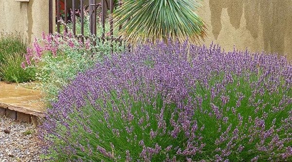 Lavender does well against south-facing walls or on a sloped area