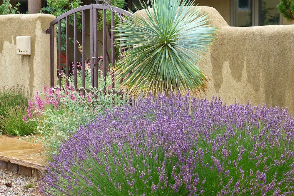 Lavender has an elegant look and a soothing fragrance, making for a very inviting plant along walkways and entrances.