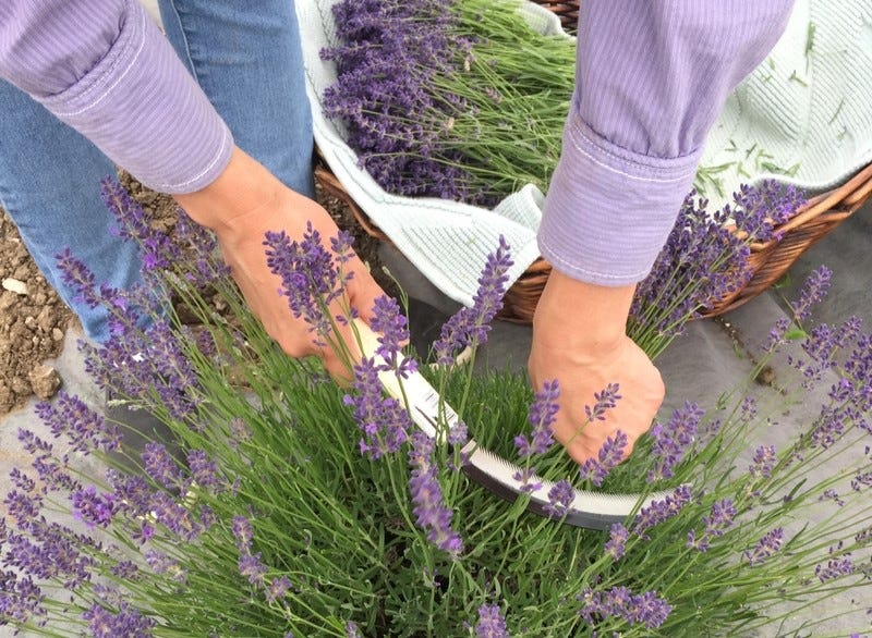 'Sharon Roberts' Lavender in a waterwise garden