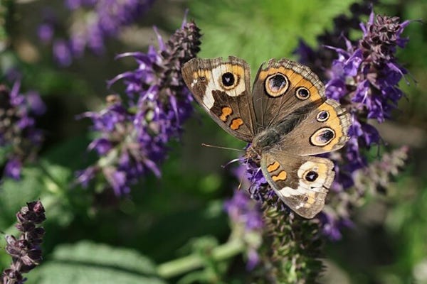 Salvia is a magnet for pollinators. Customer photo by Leslie M.