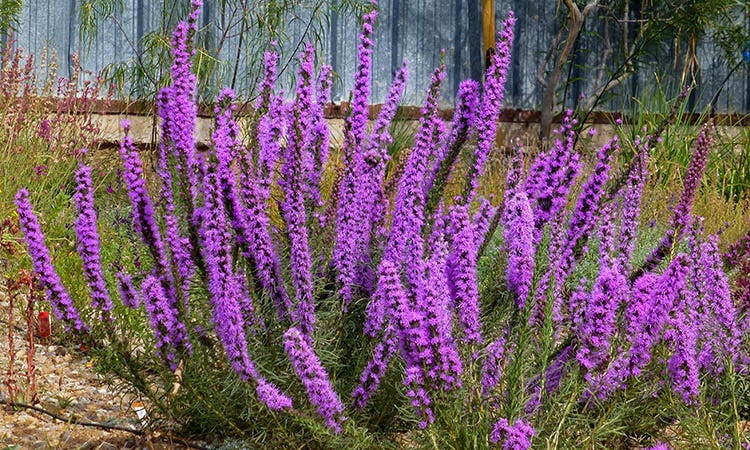 liatris mucranata in santa fe