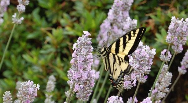 Lavender Miss Katherine