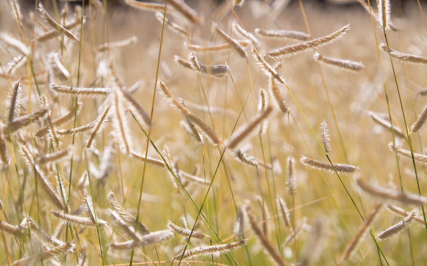 Blonde Ambition Grass