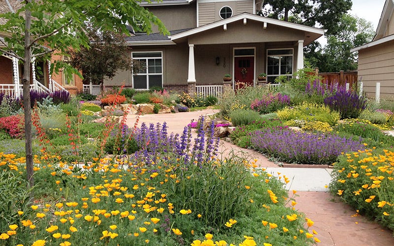 A Drought-Resistant Garden From Scratch In Fort Collins, Colorado A Drought-Resistant Garden From Scratch In Fort Collins, Colorado