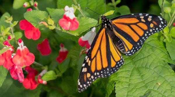 Hot Lips Salvia has nectar-rich hot-pink/red flowers to attract butterflies.