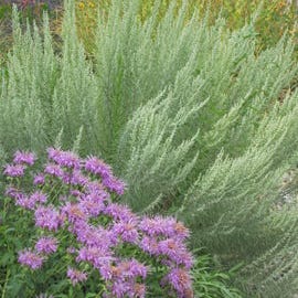 Monarda fistulosa 'Wichita Mountains' in front of Artemisia filofolia Monarda fistulosa 'Wichita Mountains' in front of Artemisia filofolia