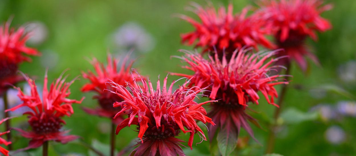 Red Jacob Cline Bee Balm (Monarda)