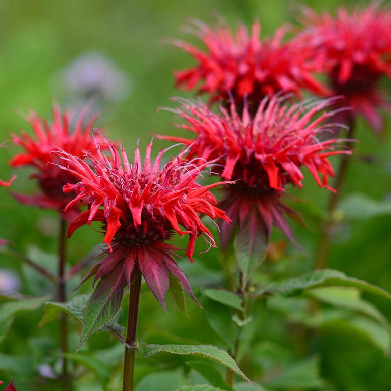 Red Jacob Cline Bee Balm (Monarda)