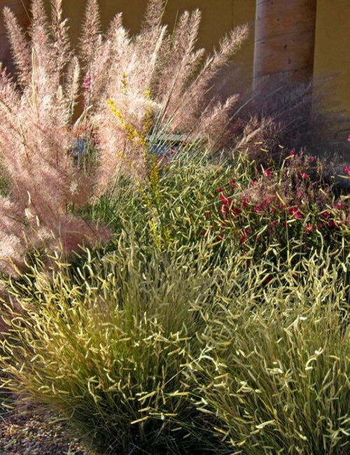 Pink Flamingo Muhly Grass, Blonde Ambition Blue Grama Grass, and Salvia blooming in garden together