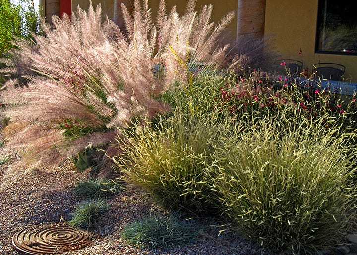 Pink Flamingo Mulhy Grass with Blonde Ambition Blue Grama Grass