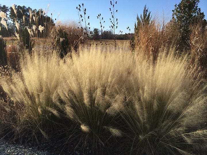 Mulenbergia White Cloud