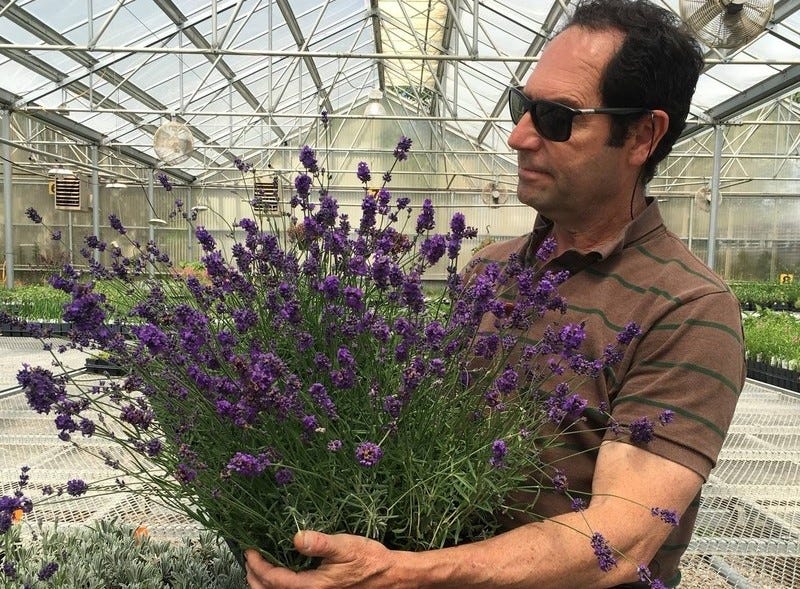 Shop Buena Vista English Lavender Buena Vista English Lavender. Photo by Emmis Oure