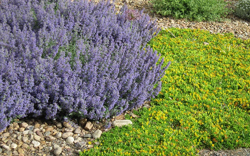 Select Blue Nepeta and Delosperma