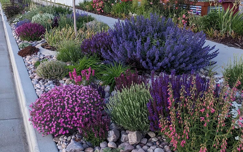 Waterwise Parkstrip