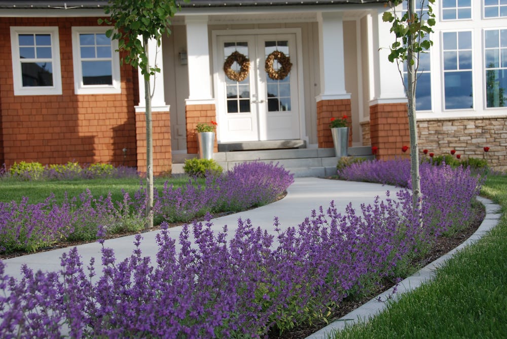 Nepeta is a natural fit for planting along walkways. Its generous mounding habit creates instant impact. Long-lasting flowers will keep bumblebees and honeybees happily buzzing in your garden from spring through summer.