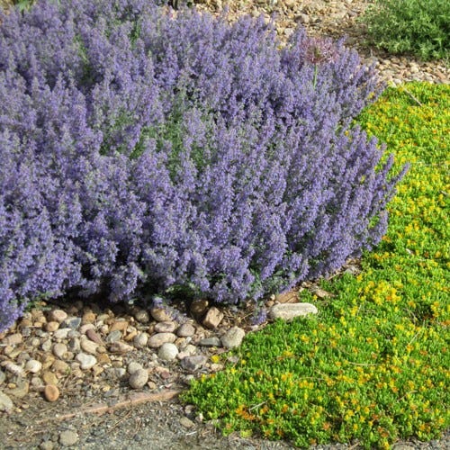 Select Blue Catmint