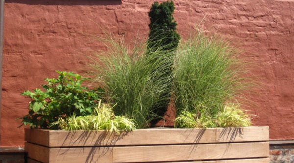 ornamental-grasses-Ellen-Zachos