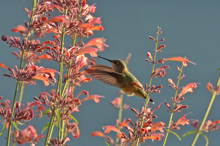 Hummingbird feeds at the Agastache rupestris flower