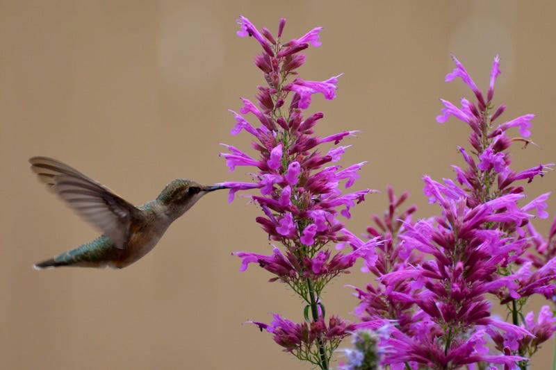 A Hummingbird visits Ava Agastache. Photo by Pam K.