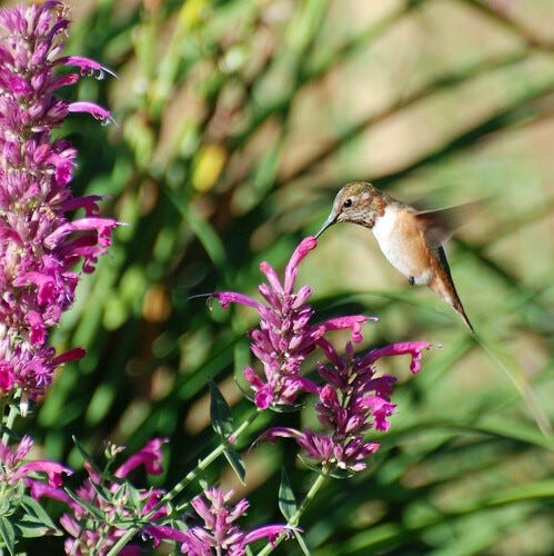 Rufous hummingbird and Agastache cana