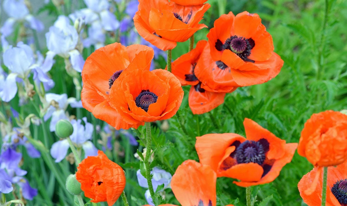 Oriental Poppy and Bearded Iris paired in garden